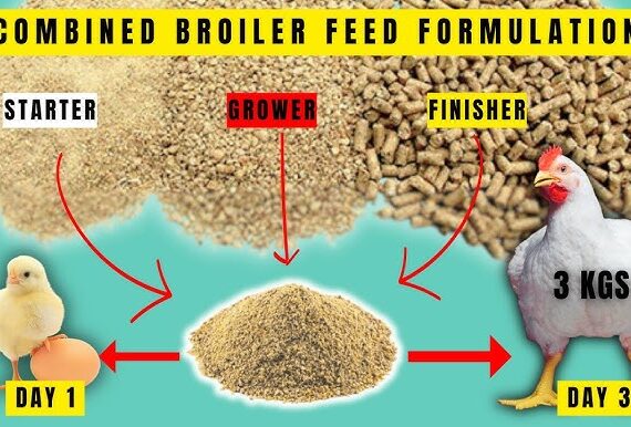 Agro Farm | BROILER FEEDS FORMULATIONS (Starter + Finisher COMBINED) | Make Your Broilers Grow FASTER