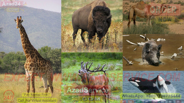 ইসলামের চোখে হিংস্র চতুষ্পদ জন্তু, শিকারি পাখি ও কীটপতঙ্গের বিক্রি: শরিয়তের বিধান